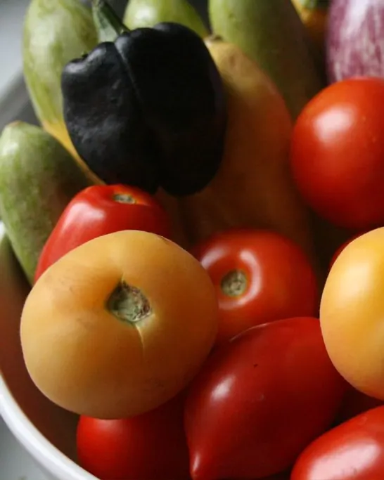 Tomates, berenjenas, pimientos y ajos de la huerta